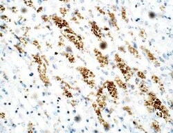 PDE12 Antibody, Novus Biologicals 100 &mu;g | Buy Online | Novus Biologicals | Fisher Scientific