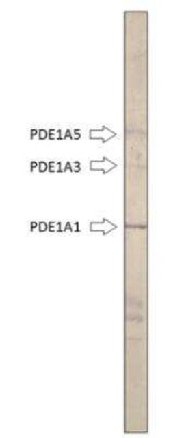 PDE1A Antibody, Novus Biologicals 100 &mu;g | Buy Online | Novus Biologicals | Fisher Scientific