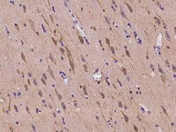 PDE1B Antibody, Novus Biologicals 100 &mu;g, Unconjugated:Antibodies, Polyclonal