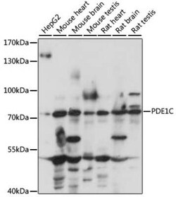 PDE1C Antibody - Azide and BSA Free, Novus Biologicals 0.1 mL; Unconjugated:Antibodies,