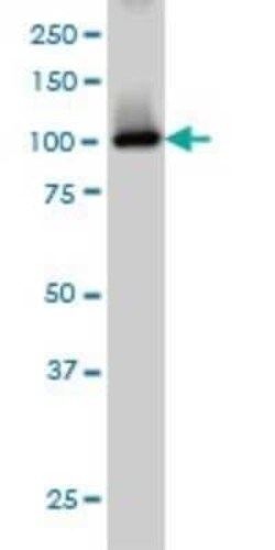 PDE2A Antibody (4F4), Novus Biologicals 0.1 mg | Buy Online | Novus Biologicals | Fisher Scientific