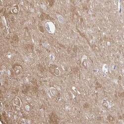 PDE2A Antibody, Novus Biologicals:Antibodies:Primary Antibodies