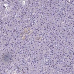 PDE2A Antibody, Novus Biologicals:Antibodies:Primary Antibodies