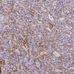 PDE2A Antibody, Novus Biologicals:Antibodies:Primary Antibodies