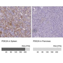 PDE2A Antibody, Novus Biologicals:Antibodies:Primary Antibodies