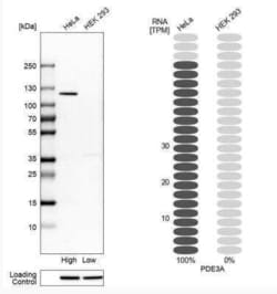 PDE3A Antibody, Novus Biologicals 25 &mu;L; Unconjugated:Antibodies, Polyclonal
