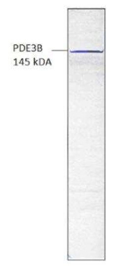 PDE3B Antibody, Novus Biologicals 100 &mu;g | Buy Online | Novus Biologicals | Fisher Scientific
