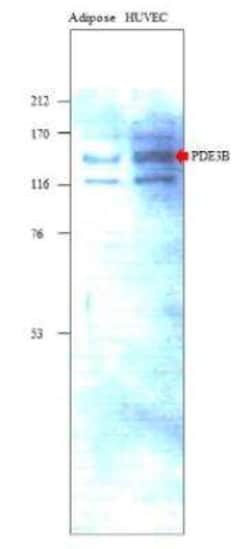 PDE3B Antibody, Novus Biologicals 100 &mu;g | Buy Online | Novus Biologicals | Fisher Scientific
