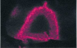 PDE4B Antibody, Novus Biologicals 100 &mu;g | Buy Online | Novus Biologicals | Fisher Scientific