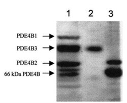 PDE4B Antibody, Novus Biologicals 100 &mu;g | Buy Online | Novus Biologicals | Fisher Scientific