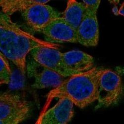 PDE4C Rabbit anti-Human, Polyclonal, Novus Biologicals 25 &mu;g; Unconjugated:Antibodies,