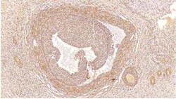 PDE4C Antibody, Novus Biologicals 100 &mu;g; Unconjugated:Antibodies, Polyclonal