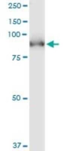 PDE5A Antibody (1F11), Novus Biologicals 0.1 mg | Buy Online | Novus Biologicals | Fisher Scientific
