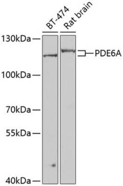 PDE6A Antibody - BSA Free, Novus Biologicals:Antibodies:Primary Antibodies