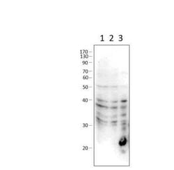 PDE7A Antibody, Novus Biologicals 100 &mu;g | Buy Online | Novus Biologicals | Fisher Scientific