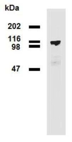 PDE8A Antibody (EM-52), Novus Biologicals 0.1 mg; Unconjugated:Antibodies,