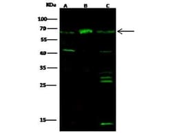 PDE9A Antibody, Novus Biologicals 50 &mu;g; Unconjugated:Antibodies, Polyclonal