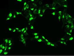 PDGF-C Rabbit anti-Human, Clone: 4, Novus Biologicals:Antibodies:Primary