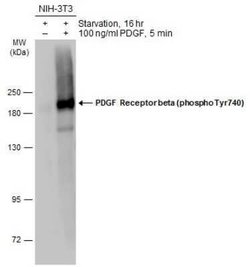 PDGF R beta, p Tyr740 Antibody, Novus Biologicals 100 &mu;g | Buy Online | Novus Biologicals | Fisher Scientific