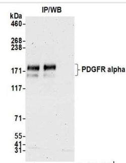 PDGFR alpha Antibody (BLR128H), Novus Biologicals 100 &mu;g | Buy Online | Bio-Techne | Fisher Scientific