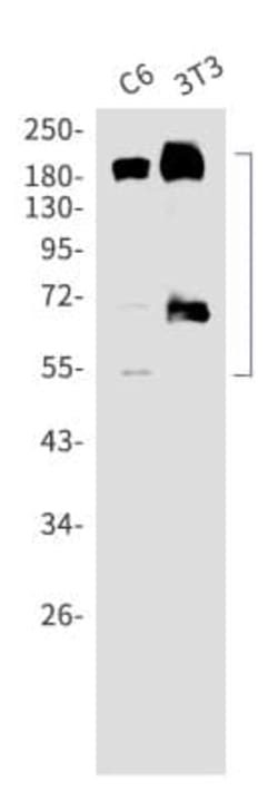 PDGFR alpha Antibody (S06-6D3), Novus Biologicals 100 &mu;g; Unconjugated:Antibodies,