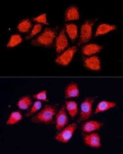 PDHA2 Antibody - BSA Free, Novus Biologicals:Antibodies:Primary Antibodies