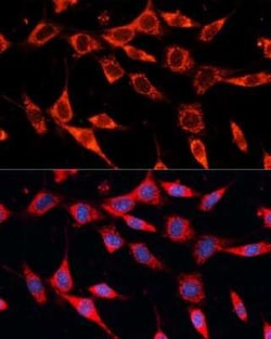 PDHA2 Antibody - BSA Free, Novus Biologicals:Antibodies:Primary Antibodies