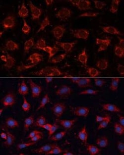 PDHA2 Antibody - BSA Free, Novus Biologicals:Antibodies:Primary Antibodies