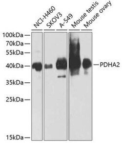 PDHA2 Antibody - BSA Free, Novus Biologicals:Antibodies:Primary Antibodies