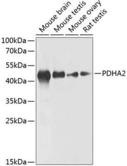 PDHA2 Antibody - BSA Free, Novus Biologicals:Antibodies:Primary Antibodies