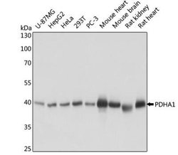 Pyruvate Dehydrogenase E1-alpha subunit Antibody, Novus Biologicals 50&mu;L;
