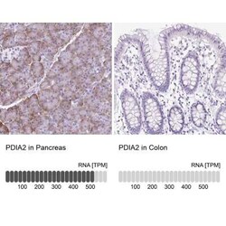 PDIA2 Antibody, Novus Biologicals 0.1 mL, Unconjugated:Antibodies, Polyclonal