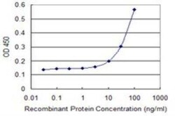 PDIA6 Antibody (3B4), Novus Biologicals 0.1 mg | Buy Online | Novus Biologicals | Fisher Scientific
