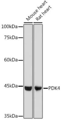 PDK4 Antibody - Azide and BSA Free, Novus Biologicals 0.1 mL; Unconjugated:Antibodies,