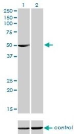 PDLIM7 Antibody (2D6), Novus Biologicals 0.1 mg | Buy Online | Novus Biologicals | Fisher Scientific