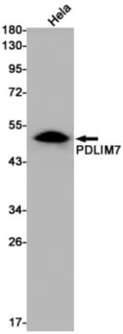 PDLIM7 Antibody (S05-5A1), Novus Biologicals:Antibodies:Primary Antibodies