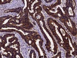 PDRG1 Antibody, Novus Biologicals:Antibodies:Primary Antibodies