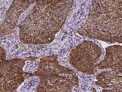 PDRG1 Antibody, Novus Biologicals:Antibodies:Primary Antibodies