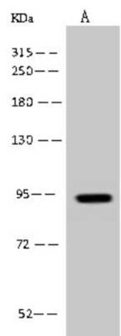 PDXDC1 Antibody, Novus Biologicals 50 &mu;g | Buy Online | Novus Biologicals | Fisher Scientific