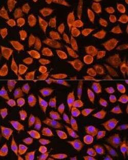 PDXP Antibody - Azide and BSA Free, Novus Biologicals:Antibodies:Primary