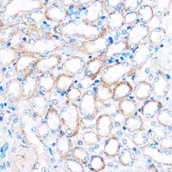 PDXP Antibody - Azide and BSA Free, Novus Biologicals:Antibodies:Primary