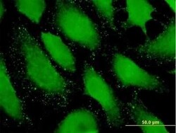 PDZRN4 Antibody, Novus Biologicals 0.05 mg | Buy Online | Novus Biologicals | Fisher Scientific