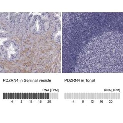 PDZRN4 Antibody, Novus Biologicals:Antibodies:Primary Antibodies