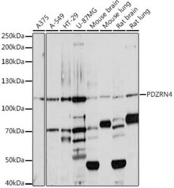 PDZRN4 Antibody - Azide and BSA Free, Novus Biologicals 0.1 mL; Unconjugated:Antibodies,