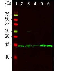 PEA-15 Antibody, Novus Biologicals 50 &mu;g; Unconjugated:Antibodies, Monoclonal