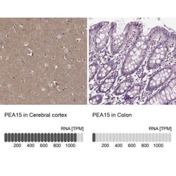 PEA-15 Antibody, Novus Biologicals:Antibodies:Primary Antibodies