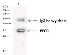 PECR Antibody, Novus Biologicals 100 &mu;g, Unconjugated:Antibodies, Polyclonal