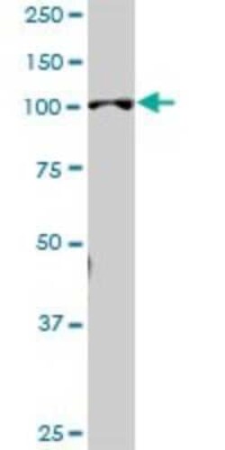 Novus Biologicals PEG10 Antibody, Novus Biologicals 50 &mu;g | Buy Online | Novus Biologicals&trade; | Fisher Scientific