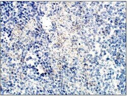 PELO Antibody, Novus Biologicals 100 &mu;g | Buy Online | Bio-Techne | Fisher Scientific