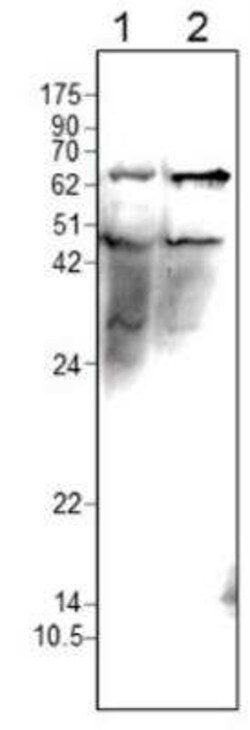 PELO Antibody, Novus Biologicals 100 &mu;g | Buy Online | Bio-Techne | Fisher Scientific